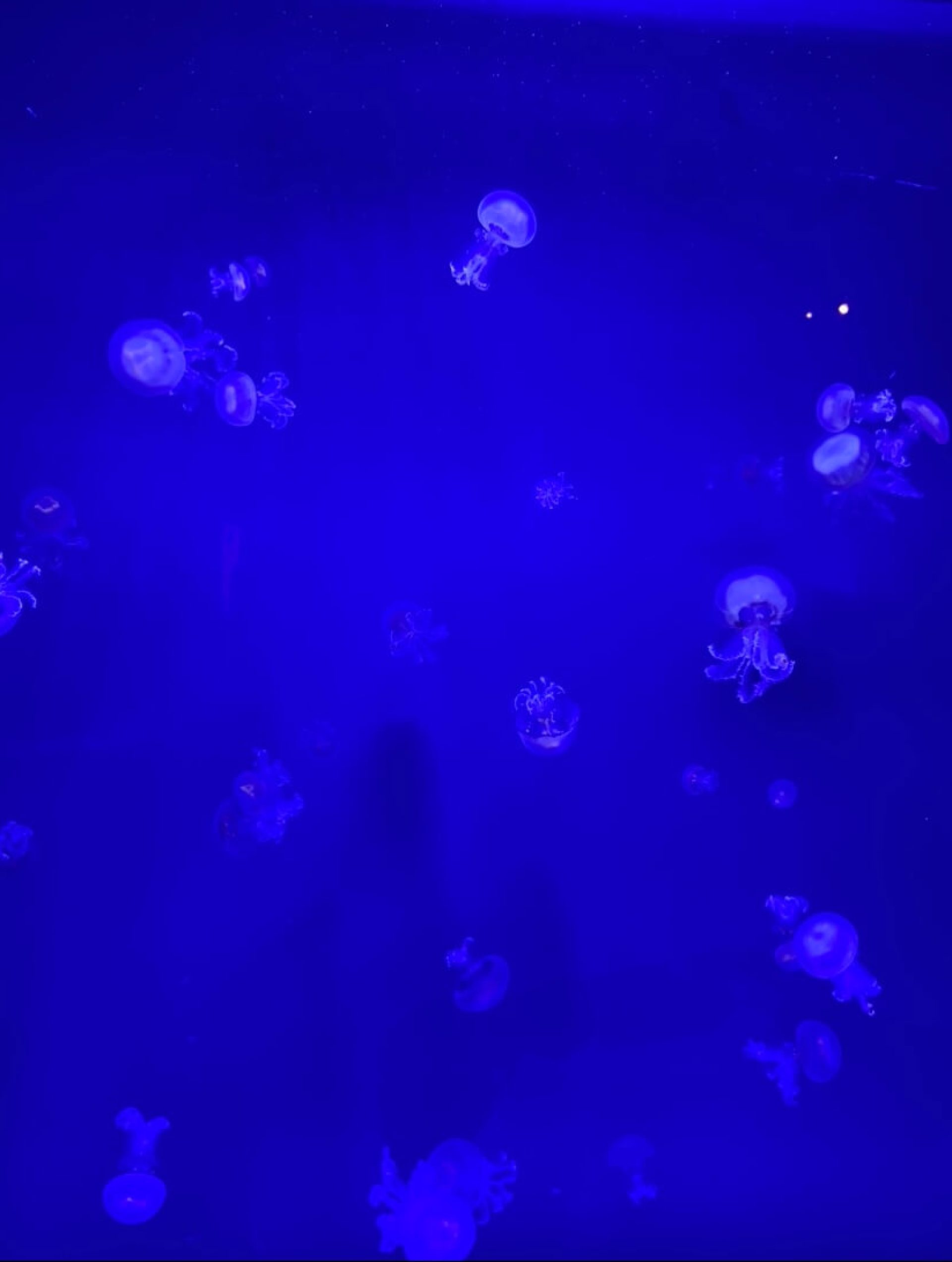 Photo-meduse