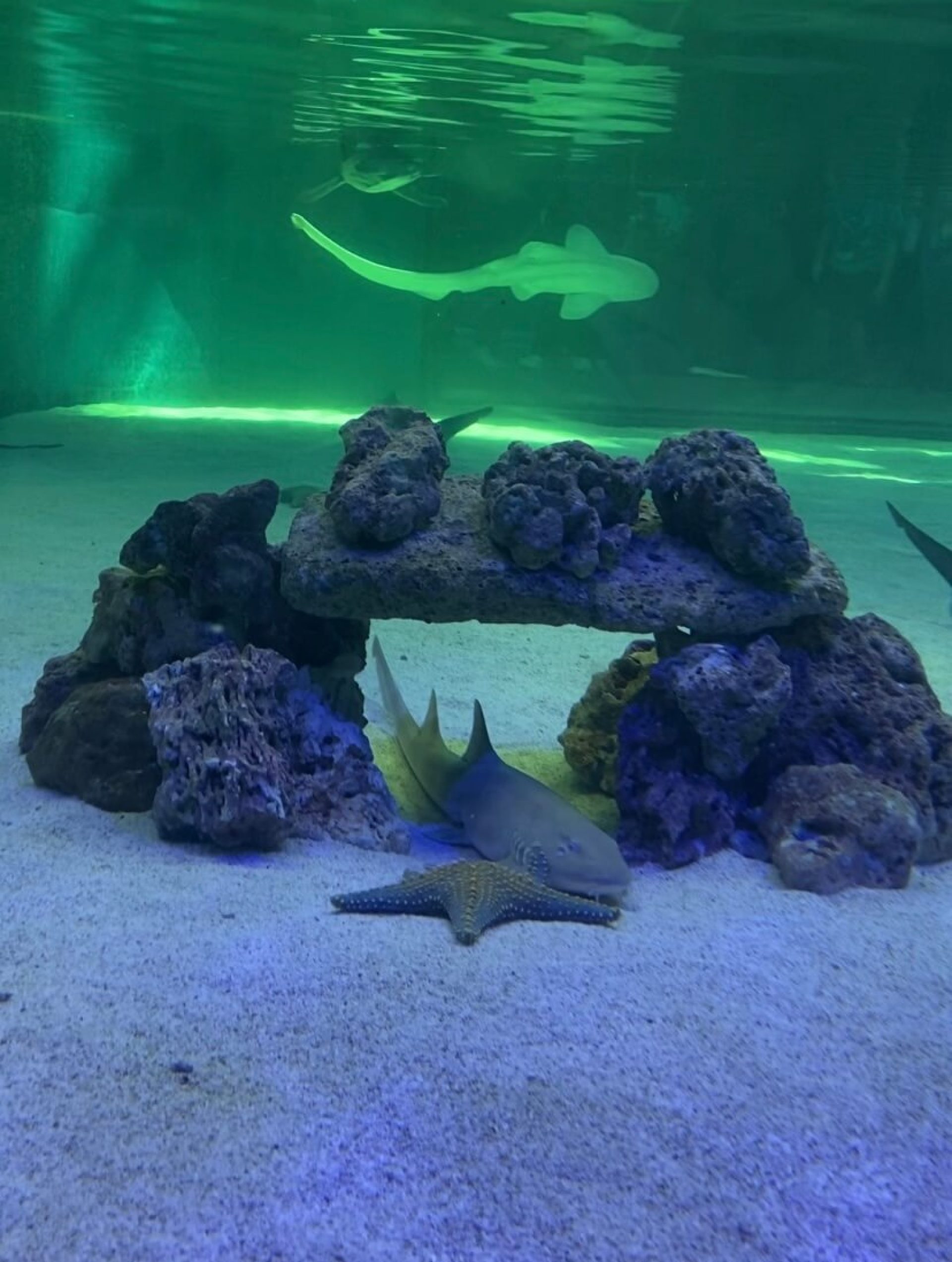 Photo-requin